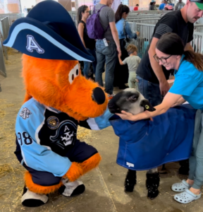 The Milwaukee Admirals unveiled a beautiful Brewers-inspired